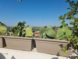 Ulivi di Minerva - Boutique Holiday Home - SUPER SUITE & SPA POLLON - Ostuni - Fasano - Cisternino