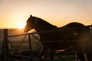 Forth Mountain Glamping