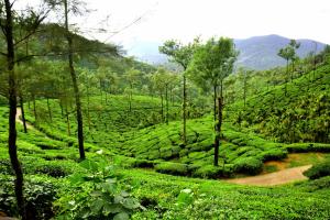 BlueMoon Homestay - Near to falls & Trekking