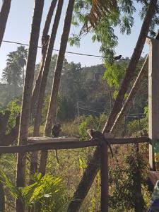 Chácara chalé recanto das árvores em Jaguariuna