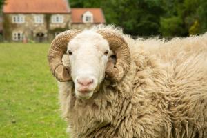 Rawcliffe House Farm Studios, Peaceful North York Moors Retreat