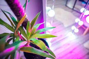 Apartment de Lux Craiova Jacuzzi Pat Rotund Semineu Zona Ford