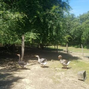Gites Matilon, 5 min Eugénie les bains