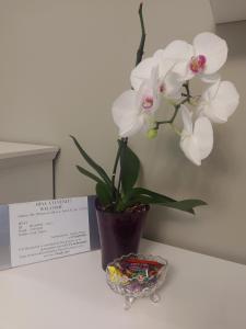 Apartament Marasesti