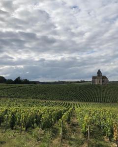 Maison de Pauline, Chablis Vineyard