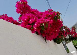 Niko Apartament 2