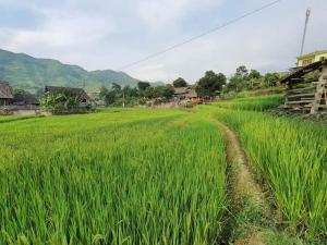 Organic Farm Homestay