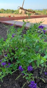 Residenza “La Vecchia Ancora” img44