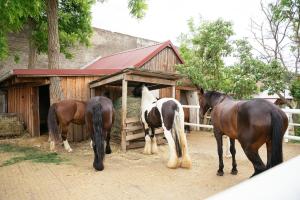Ranchzimmer am Hippo-Campus Reit- und Therapiezentrum