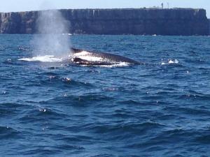 Huskisson Beach Bed and Breakfast