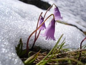 Apartment Hölzlbauer