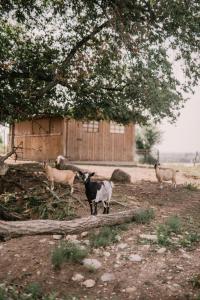 Tenuta Malvolti - Al Vecchio Convento