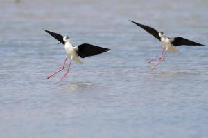 Isola della Cona - Riserva naturale Foce dellIsonzo