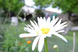 The Old House Guest House