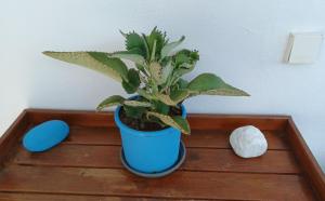 Island house in Elika - Marathias