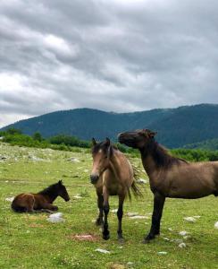 Iason Guest House in Mazeri