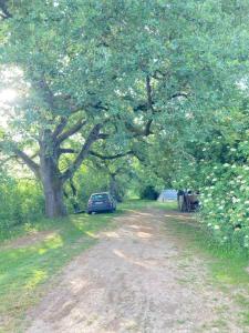 Campings Cabane Bivouac avec echelle a l'ombre des chenes : photos des chambres