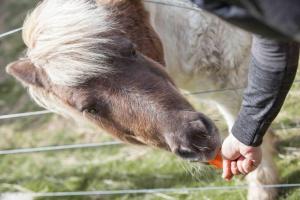 Hickey Vale Farm Lodge Pet Friendly