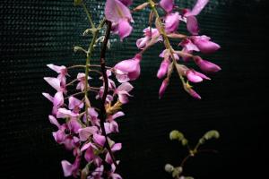 Il nido degli angeli