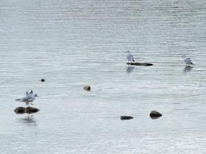 Villas Les Cygnes au bord du loing : photos des chambres