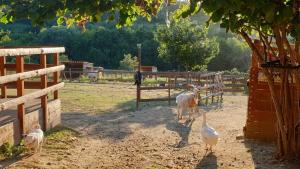 B&B / Chambres d'hotes Chambre d'hotes le petit Ranch : photos des chambres