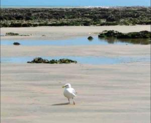 St Valery en Caux, apt vue mer et falaise: le bleu de lô