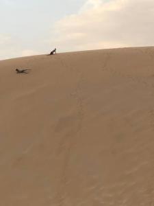 Le Dune Dorate img19