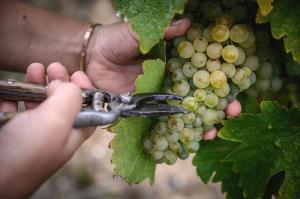 B&B / Chambres d'hotes Vignoble Chateau Piegue - winery : photos des chambres