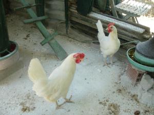 Xerxis HillChalkidiki Τρυπητή Χαλκιδικής