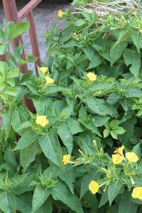 Apartments with parking space Makarska - 6729