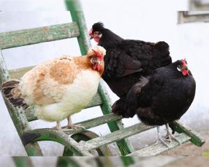Grüne Wiese - Gäste-Minibungalow in der Edermühle