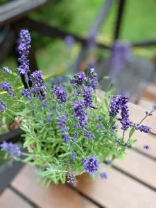 Lawendowy Domek TP - Baczyn