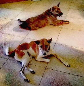 Villa Cantik Sambirenteng