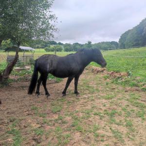 Sejours chez l'habitant Halte equine : photos des chambres