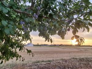 Maisons de vacances Les Gites Mina : photos des chambres