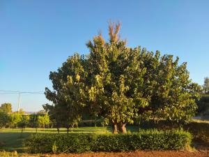 Agriturismo i doni del mandorlo img12