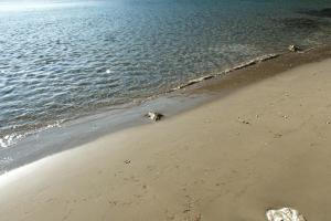 Apartments by the sea Cove Saplunara, Mljet - 4906