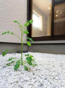 HANASTAY花渓居 · 尺八（SYAKUHACHI)