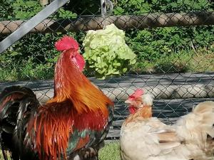 Luxus Chalet Fasserhäusl im Zillertal - Sauna ,Hot Tub, Kamin & Alpenblick für bis zu 10 Personen