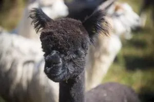 HACJENDA ALPAKA mini zoo - Wielogłowy