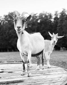 B&B / Chambres d'hotes Gite a la ferme Chant'alouette : photos des chambres