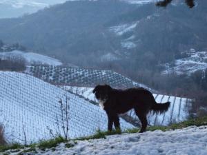 Bed & Breakfast Montesterlino