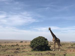 Kandili Camp