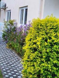 Silhoutte View Apartments