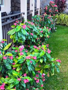 Silhoutte View Apartments