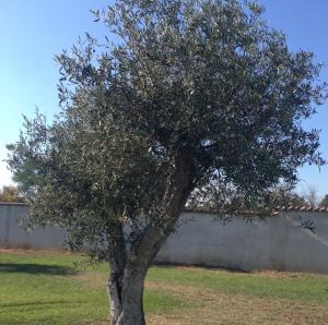 Villa Verde Guest House img13