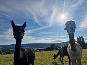 Swallows Nest Guest House - With Hot Tub