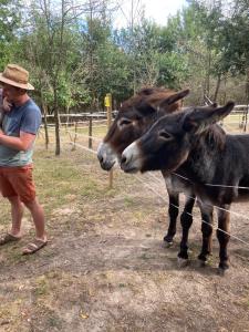 Sejours a la ferme Loire Valley Llama Farm Stay : photos des chambres