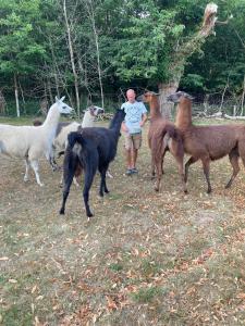 Sejours a la ferme Loire Valley Llama Farm Stay : photos des chambres