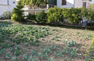 Apartments with a parking space Kastel Stafilic, Kastela - 5219